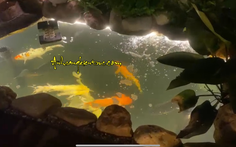 Day led ngam nuoc plus cho ho ca koi